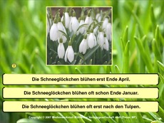 Frühblüher-Quiz.pdf